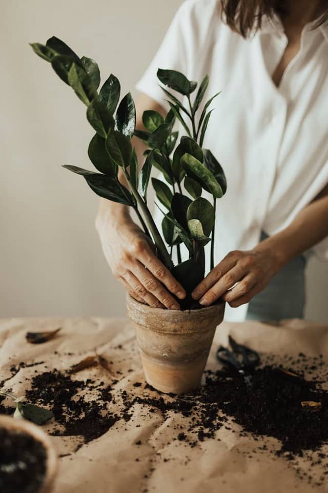 person arranging pot plant